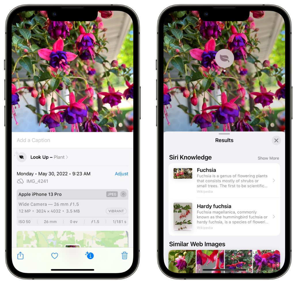 定西苹果手机维修分享小技巧：使用 iPhone 相机识别花卉植物 